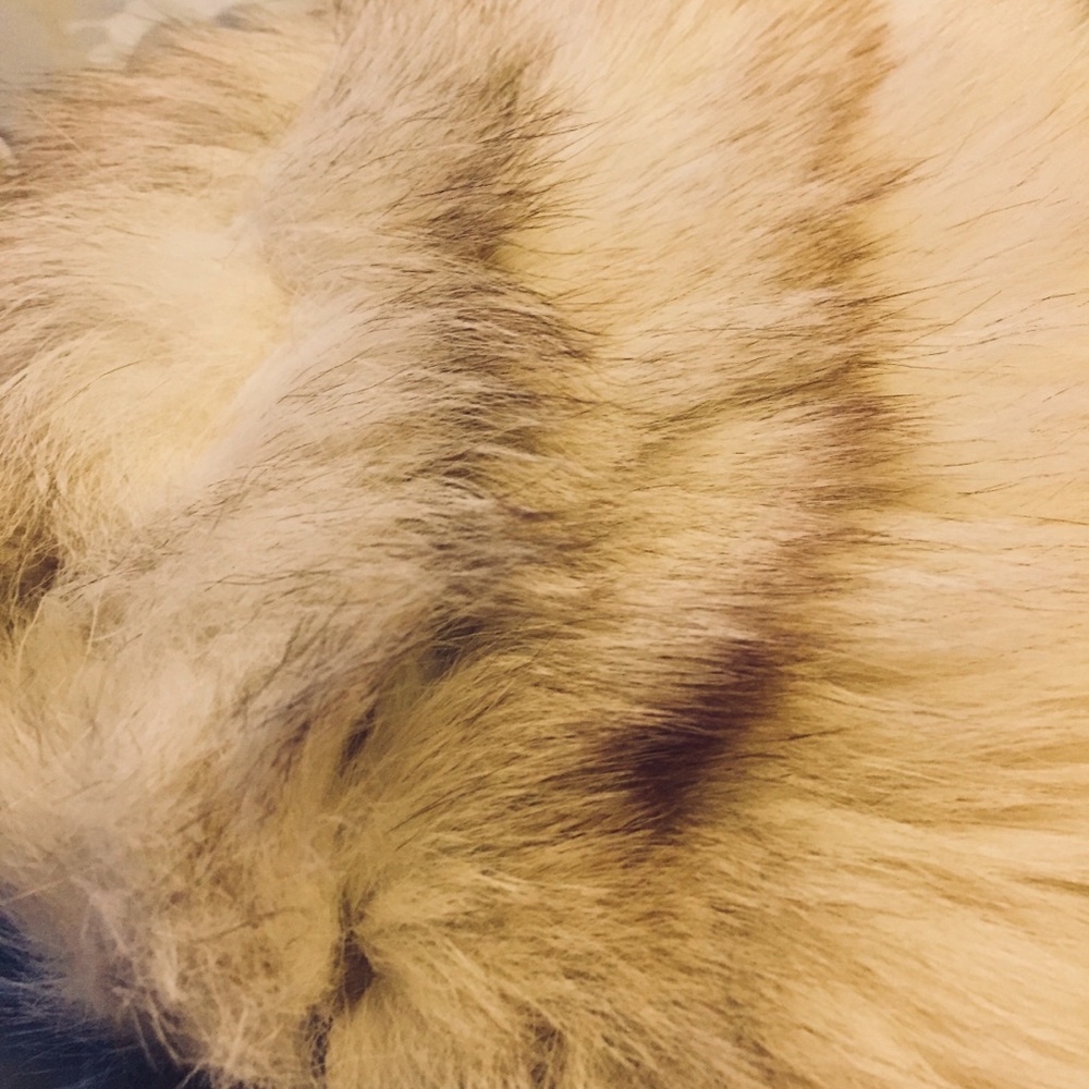 Arctic Fox Child’s Hat - Picture 2 of 5